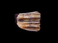 藏品(鹿牙)的圖片